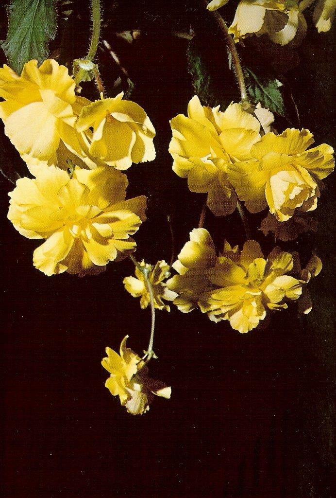 B. ‘Yellow Cascade’